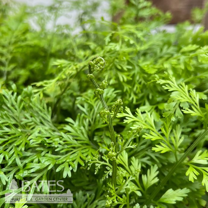 6p! Fern - Mother Fern /Tropical