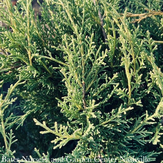 #1 Juniperus x pfitz Gold Coast/ Juniper