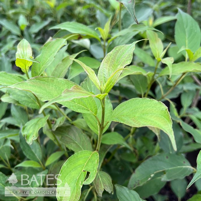#3 Cornus racemosa Huron/ Gray Dogwood Native (R)