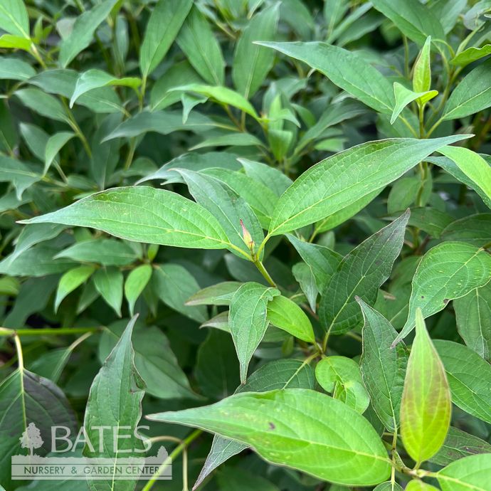 #3 Cornus racemosa Huron/ Gray Dogwood Native (R)