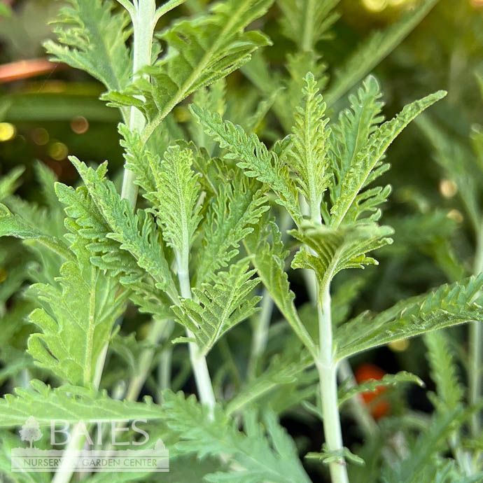 #3 Perovskia atriplicifolia/ Russian Sage