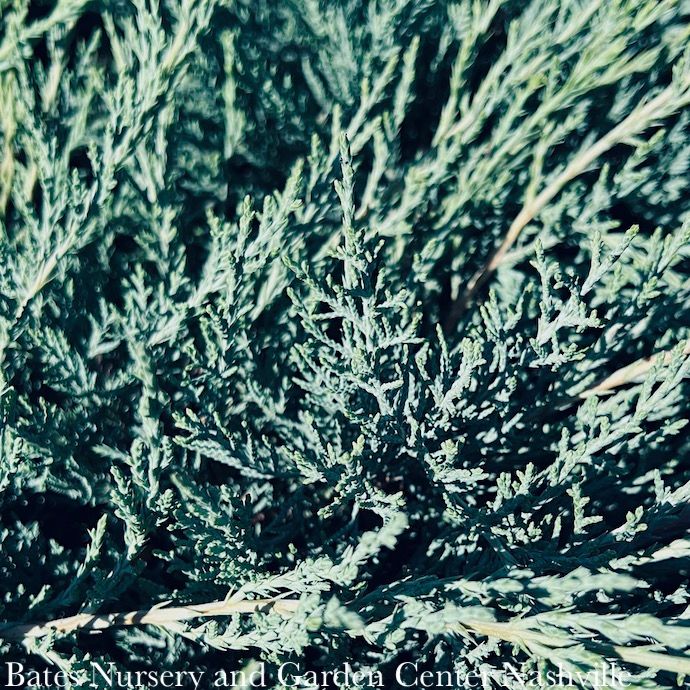 #3 Juniperus virg Grey Guardian/ Spreading Juniper Native (TN)