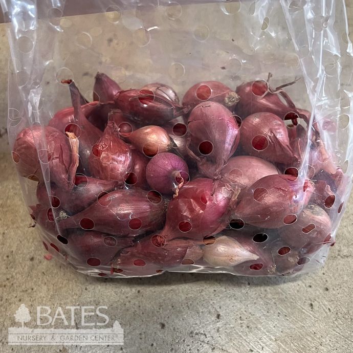 Bulb Onion Sets Red Baron /North American  75/Pk - Fall