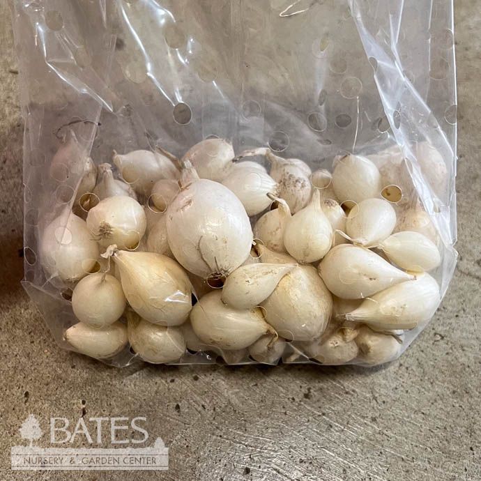 Bulb Onion Sets White Snowball /North American  75/Pk - Fall
