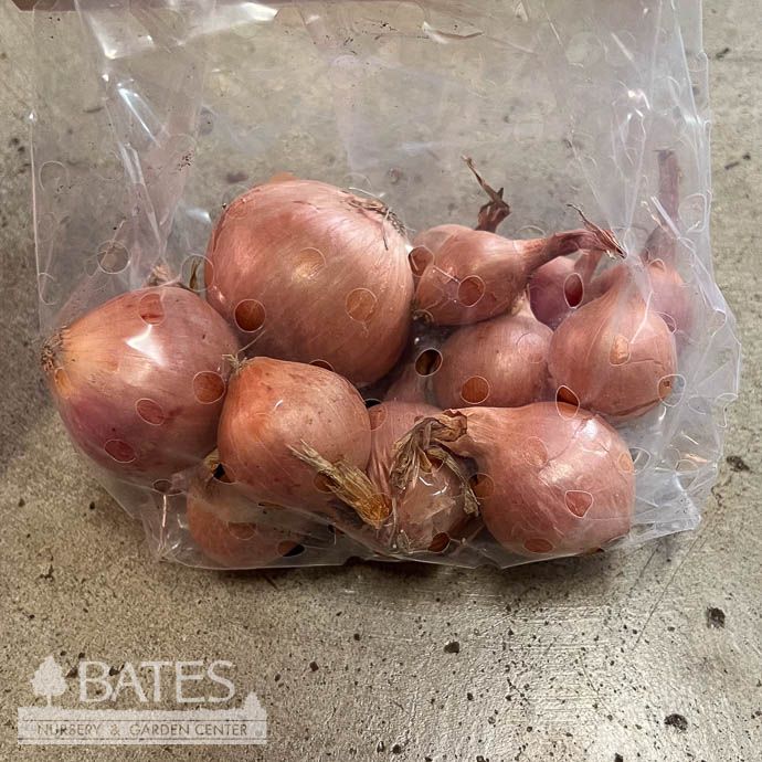Bulb Shallots Red /North American 10/pk - Fall