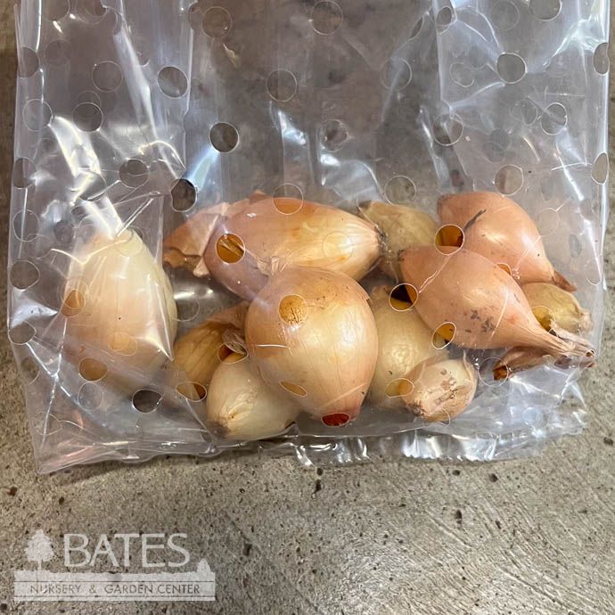 Bulb Onion Sets Yellow  Super Sweet/ North American 10/Pk - Fall