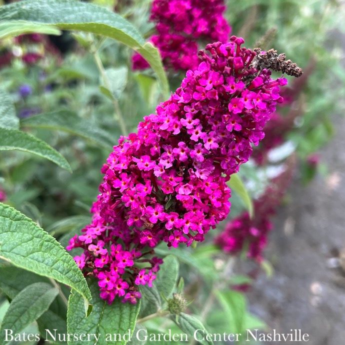 #3 Buddleia x PW Miss Molly/ Magenta Butterfly Bush