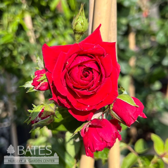 #2 STK Rosa Heavenly Ascent 'Red'/ Climbing Rose - No Warranty