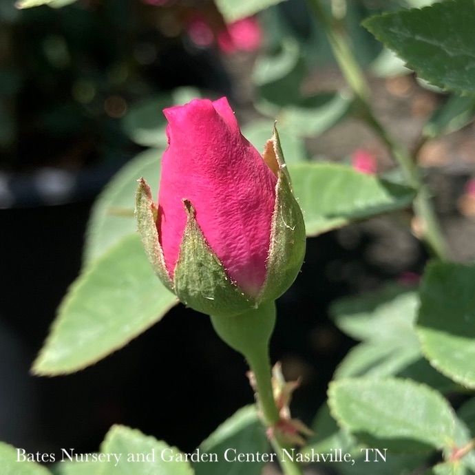 #5 Rosa Zephirine Drouhin/ Pink Climbing Rose Pink - No Warranty