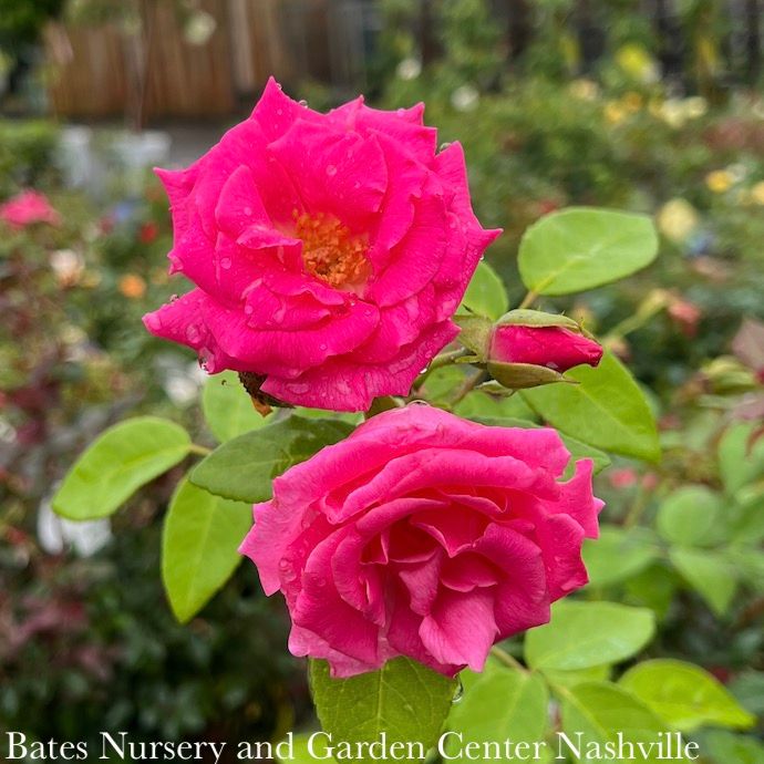 #5 Rosa Zephirine Drouhin/ Pink Climbing Rose Pink - No Warranty
