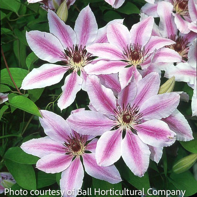 #2 Clematis x Nelly Moser/ Mauve Pink with Dark Pink Bar