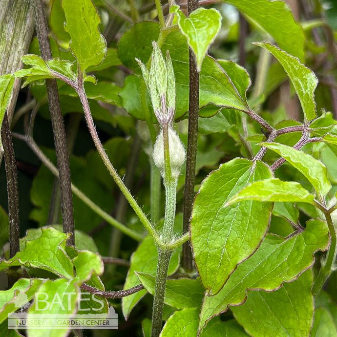 #5 Clematis Royal Cascade/ Purple