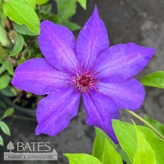 #5 Clematis Royal Cascade/ Purple