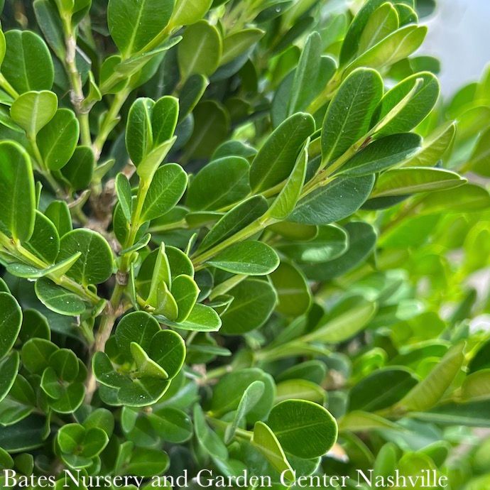 #1 Buxus micro var japonica Winter Gem/ Boxwood