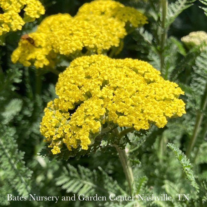 #1 Achillea x PW Firefly Sunshine/ Yellow Yarrow