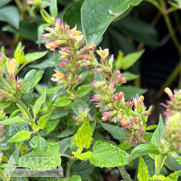#1 Agastache x Honeysticks Sandstone/ Orange Hummingbird Mint