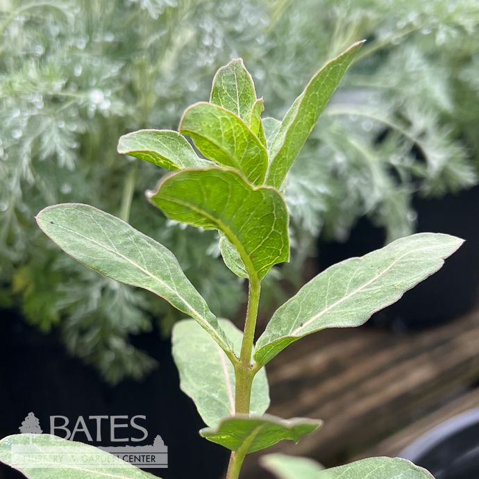#1 Asclepias viridis/ Green Milkweed Native (TN)