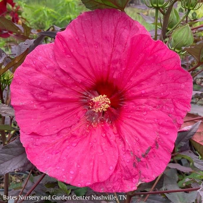 #2 Hibiscus x PW Summerific 'Evening Rose'/ Hot Pink Hardy