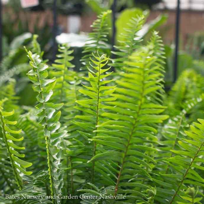 Tropical 10hb Fern Kimberly Queen Hanging Basket