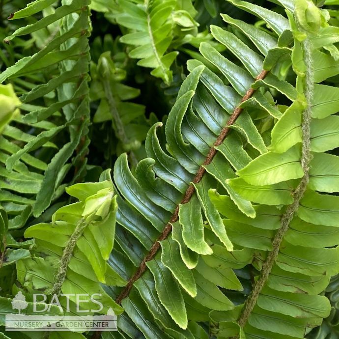 Tropical 10hb Fern Kimberly Queen Hanging Basket
