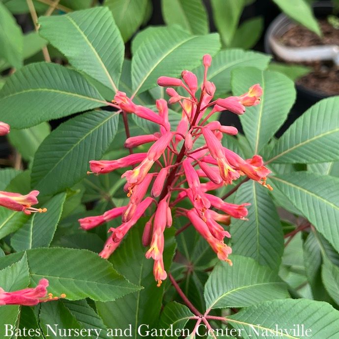 #3 Aesculus pavia/ Red Buckeye Native (TN)