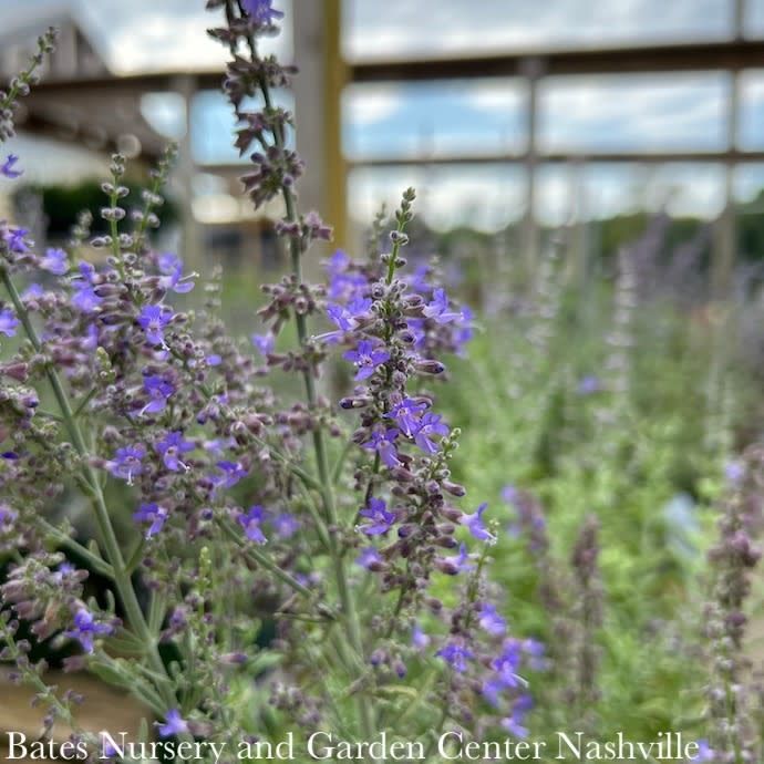 #1 Perovskia atrip PW Sage Advice/ Russian Sage