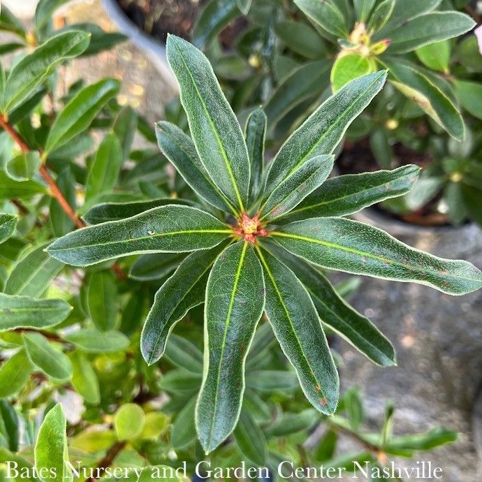 #7 Rhododendron arborescens/ Deciduous Sweet Azalea Native (TN)