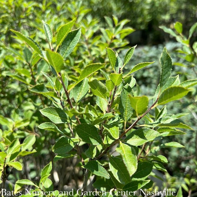 #5 Ilex vert Little Goblin Guy/ Deciduous  Winterberry Holly (male) Native (TN)