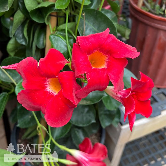 Tropical #5 STK Mandevilla Sundenia 'Suprema Crimson'/ Red - No Warranty