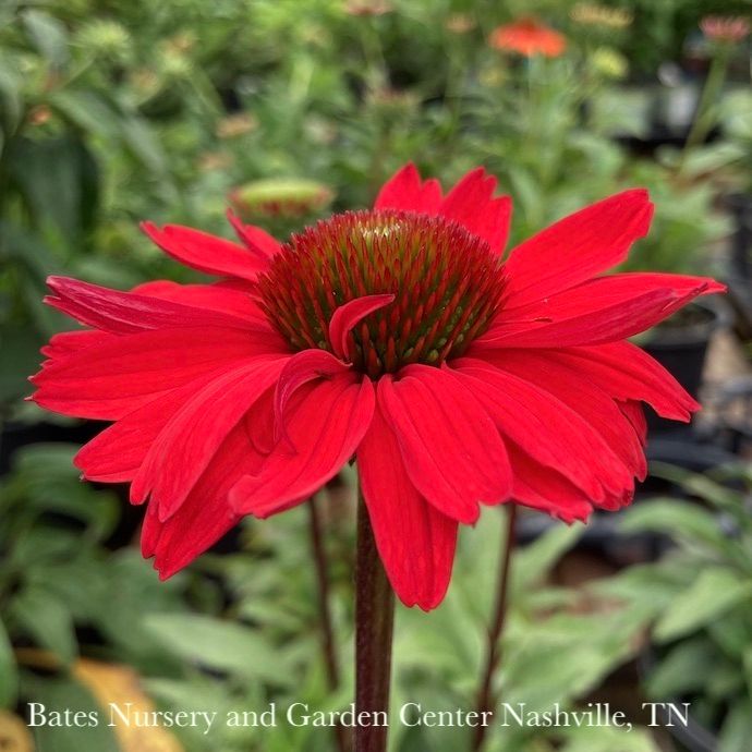 #1 Echinacea x Kismet 'Red'/ Dwarf Coneflower