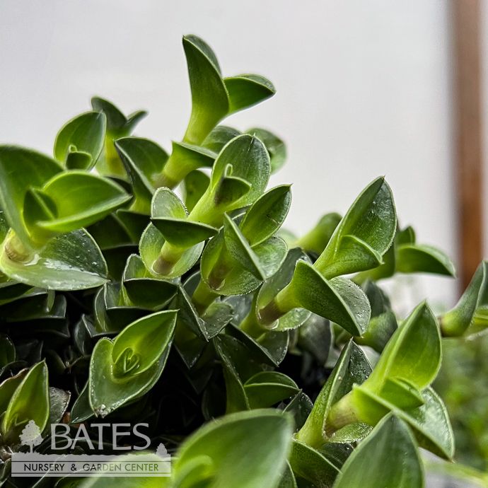 4p! Tradescantia Navicularis Green /Tropical