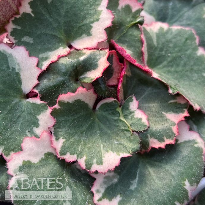 4p! Begonia - Strawberry Begonia Tricolor Variegated /Saxifraga stolonifera /Tropical