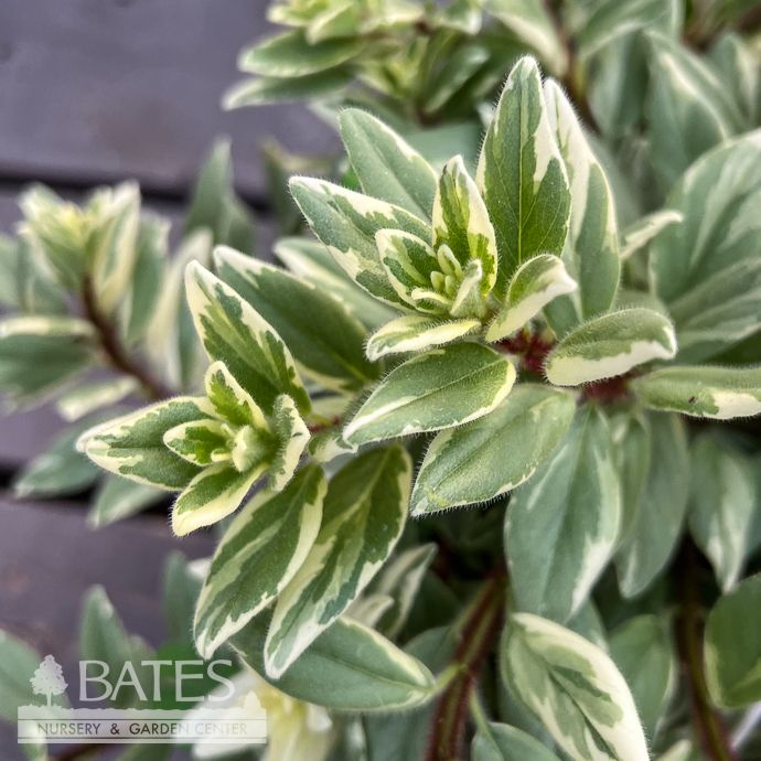 8hb! Columnea /Goldfish Plant Light Prince Variegated Hanging Basket /Tropical