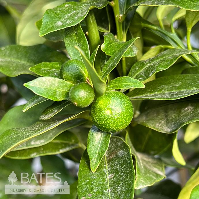 Edible 12p!/#5 Citrus Kumquat Meiwa (Round) STD /Tropical - No Warranty