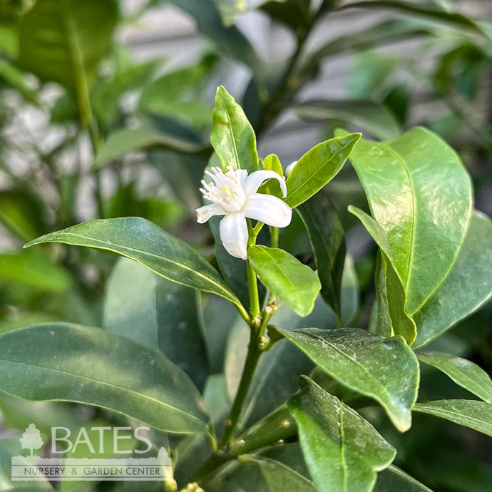 Edible 12p!/#5 Citrus Kumquat Meiwa (Round) STD /Tropical - No Warranty