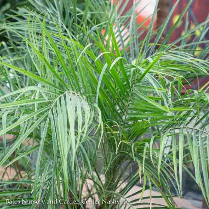 12p! Palm Phoenix roebelenii /Pygmy Date /Tropical