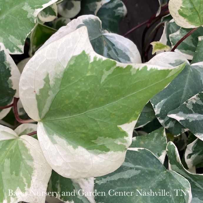 4p! Ivy Algerian Marengo  /Tropical