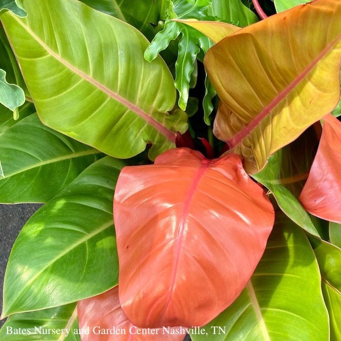 14p! Philodendron Prince of Orange /Tropical