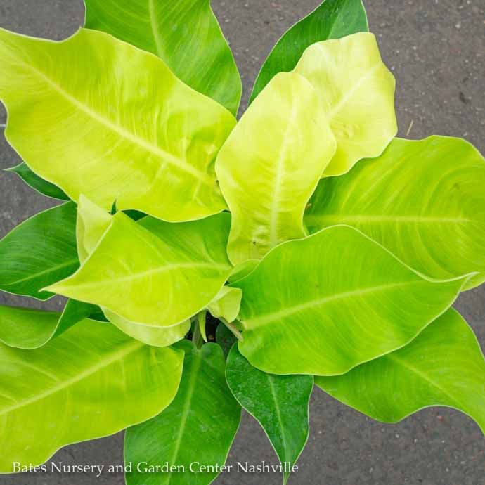 14p! Philodendron Moonlight /Tropical