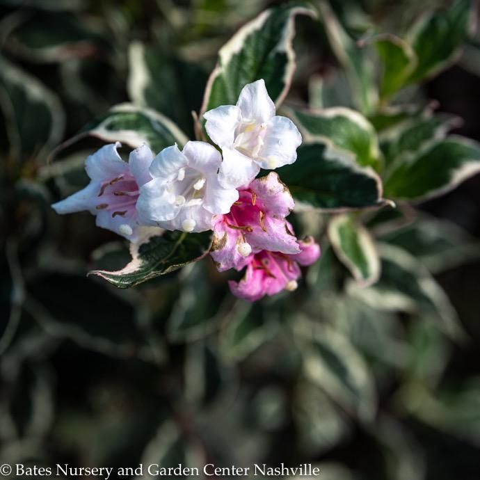 #1 Weigela flor Magical 'Fantasy'/ Variegated