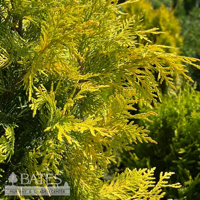 #5 Thuja occ Prairie Pillar/ Pyramidal Yellow Arborvitae