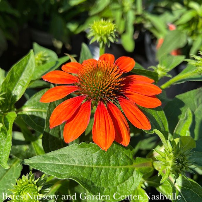 #1 Echinacea x Sombrero 'Adobe Orange'/ Coneflower