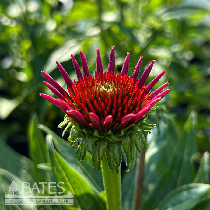 #1 Echinacea x Sombrero 'Fiesta Orange'/ Coneflower