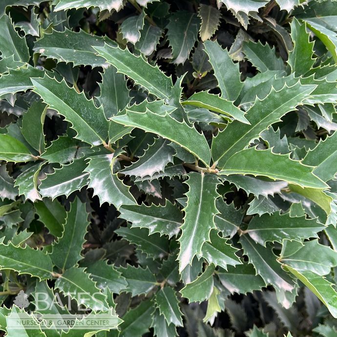 #15 Ilex x Crown Point/ Purple Holly