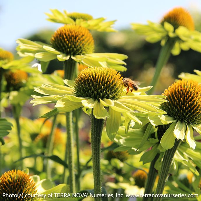 #1 Echinacea x Kismet 'Kiwi'/ Coneflower