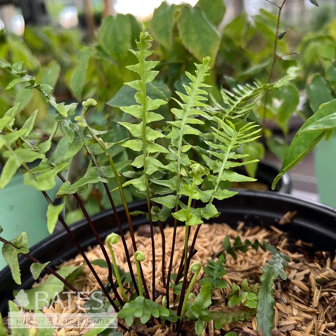 #1 Asplenium x ebenoides/ Dragontail Fern Native (TN)