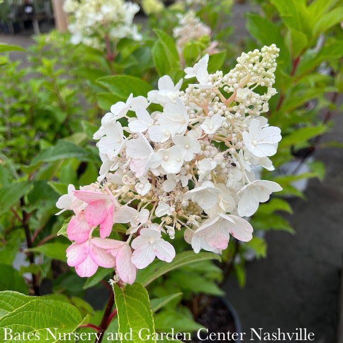 Topiary Patio Tree #7 Hydrangea pan Pinky Winky/ Panicle White to Dark Red