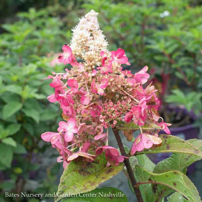 Topiary Patio Tree #7 Hydrangea pan Pinky Winky/ Panicle White to Dark Red