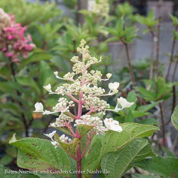 Topiary Patio Tree #7 Hydrangea pan Pinky Winky/ Panicle White to Dark Red