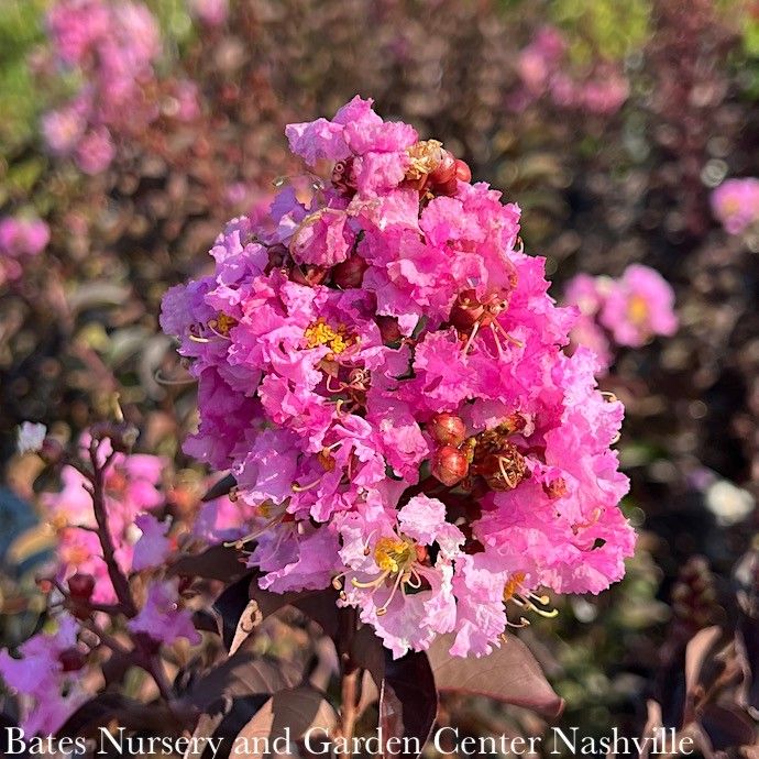 #2 Lagerstroemia Delta Eclipse/ Lavender Semi-dwarf Crape Myrtle. SL